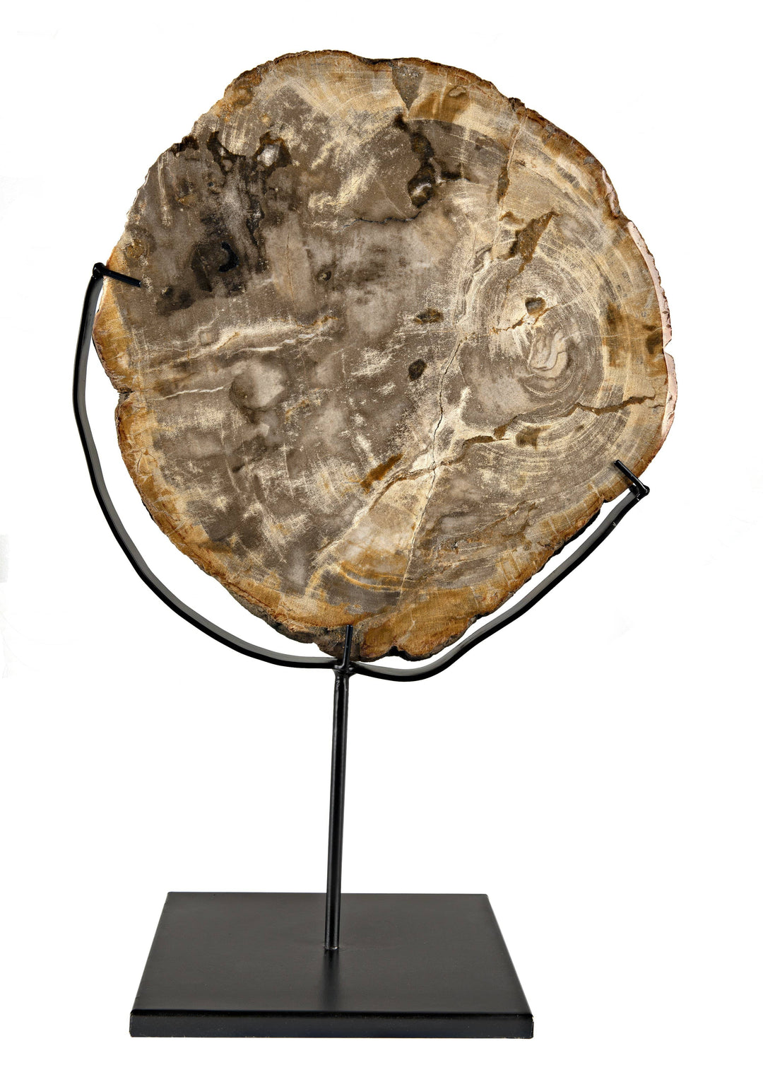 Wood Fossil Sculpture - Matte Black Base (Available in 2 Sizes)