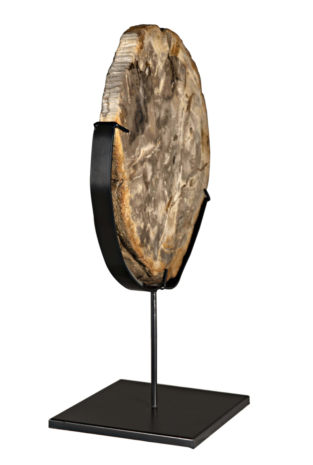 Wood Fossil Sculpture - Matte Black Base (Available in 2 Sizes)